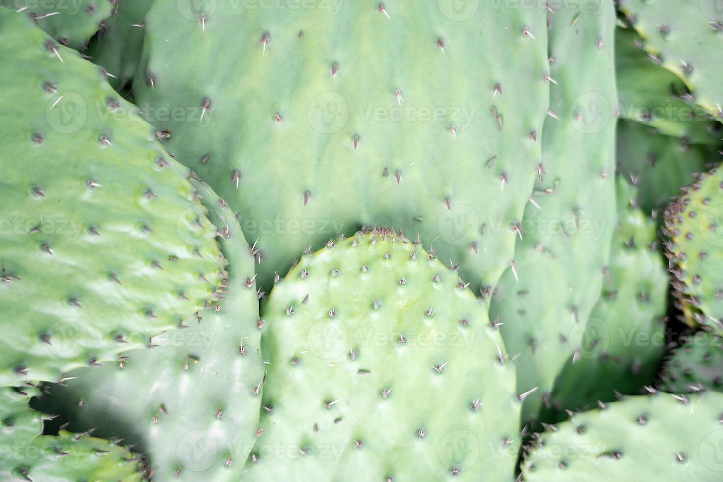 Some harvested nopales are stacked inside of a crate photo