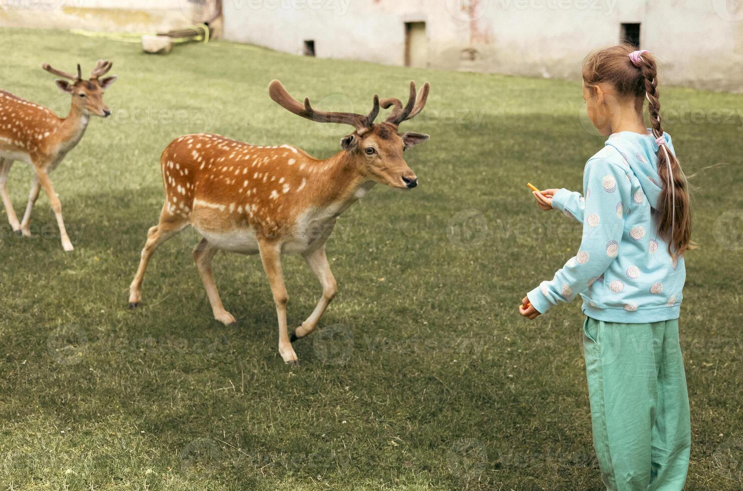 Child feeding wild deer at outdoor safari park. Little girl watching reindeer on a farm. Kid and pet animal. Family summer trip to zoological garden. photo