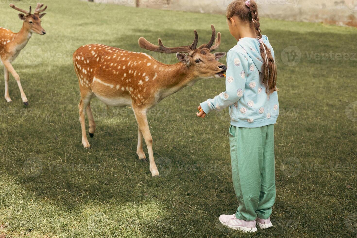 Child feeding wild deer at outdoor safari park. Little girl watching reindeer on a farm. Kid and pet animal. Family summer trip to zoological garden. photo