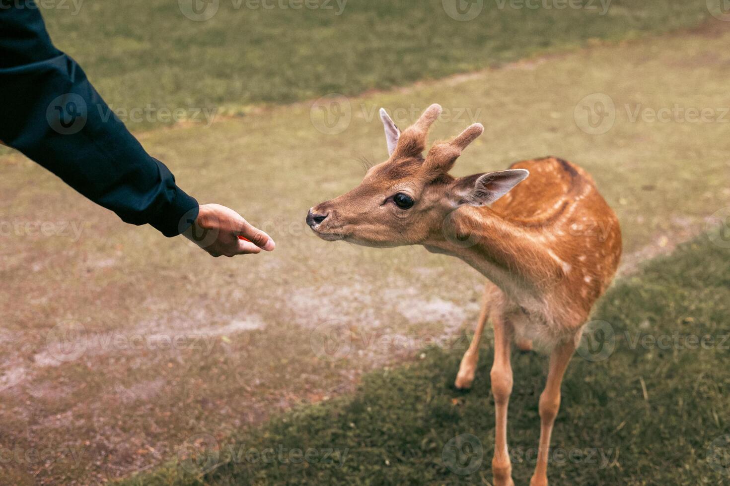 deer eating food from hand at family petting zoo, close-up. . Holidays in national park next to wild animals photo