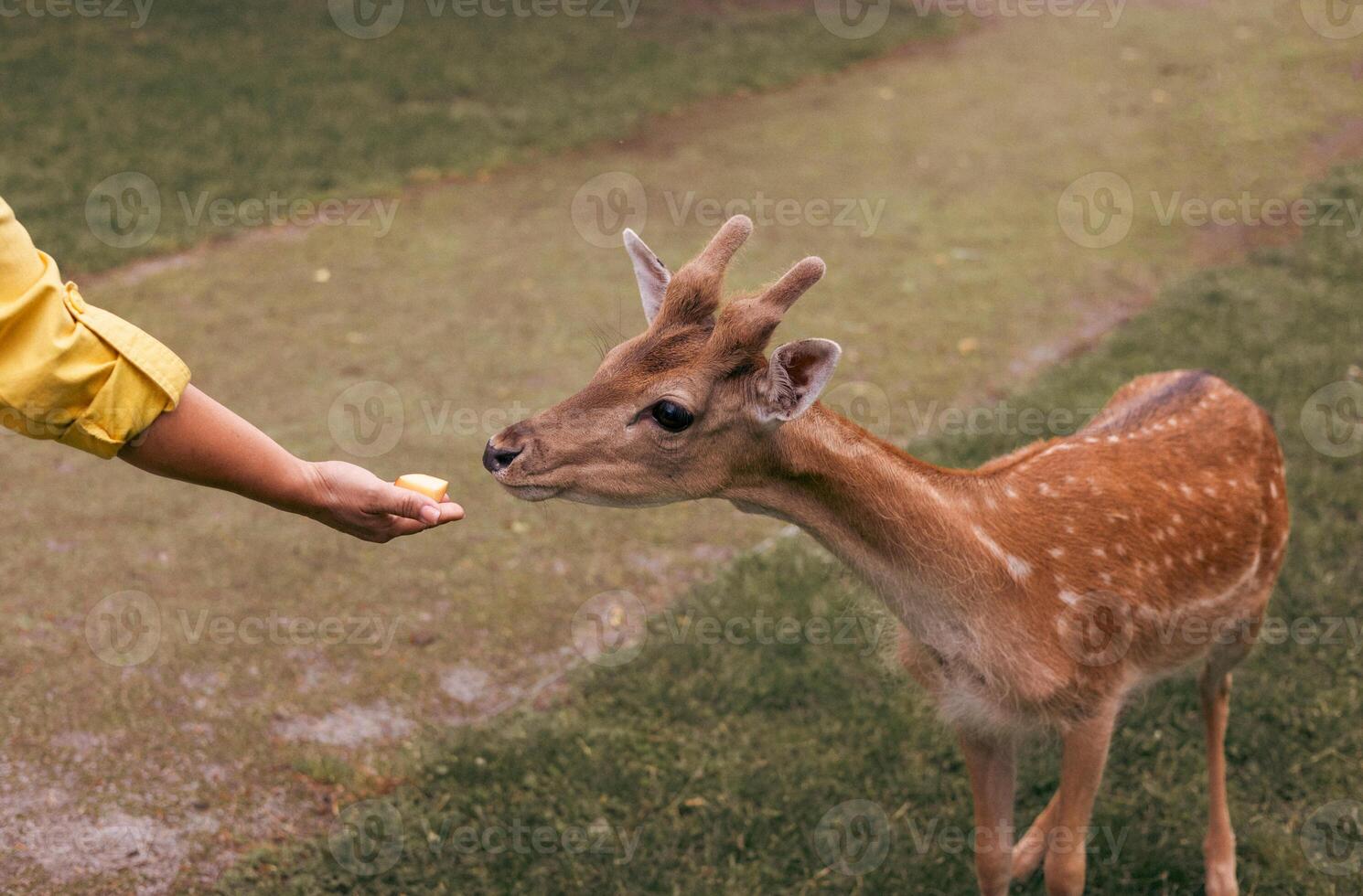 deer eating food from hand at family petting zoo, close-up. . Holidays in national park next to wild animals photo