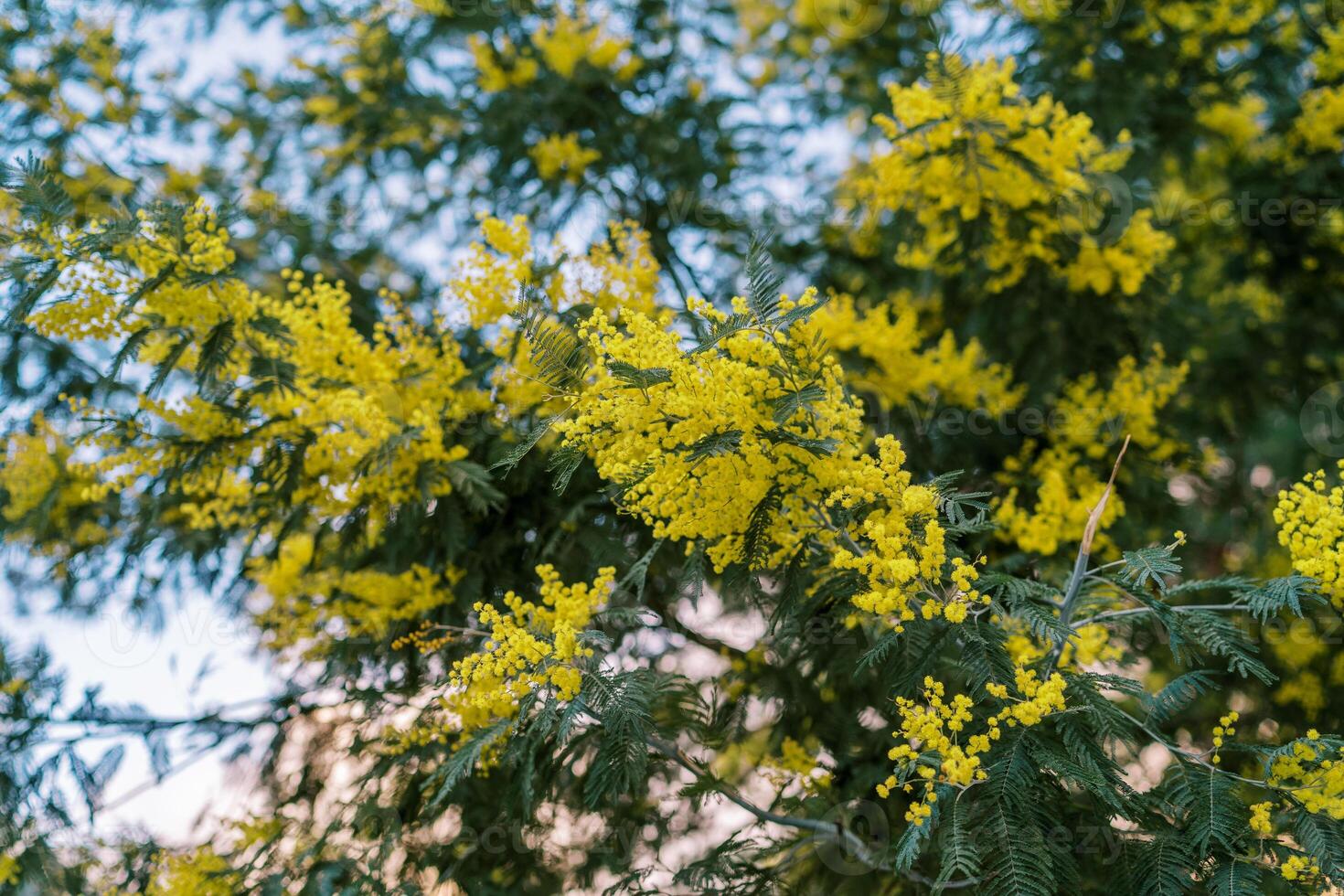 Yellow fluffy mimosa flowers on green tree branches against a blue sky photo