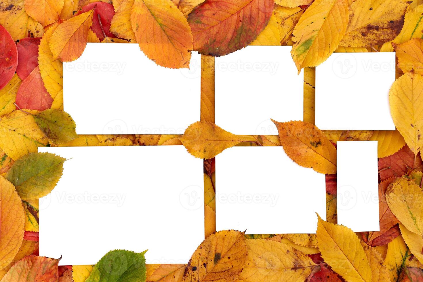 White blank cards slightly covered with leaves lie on autumn foliage photo