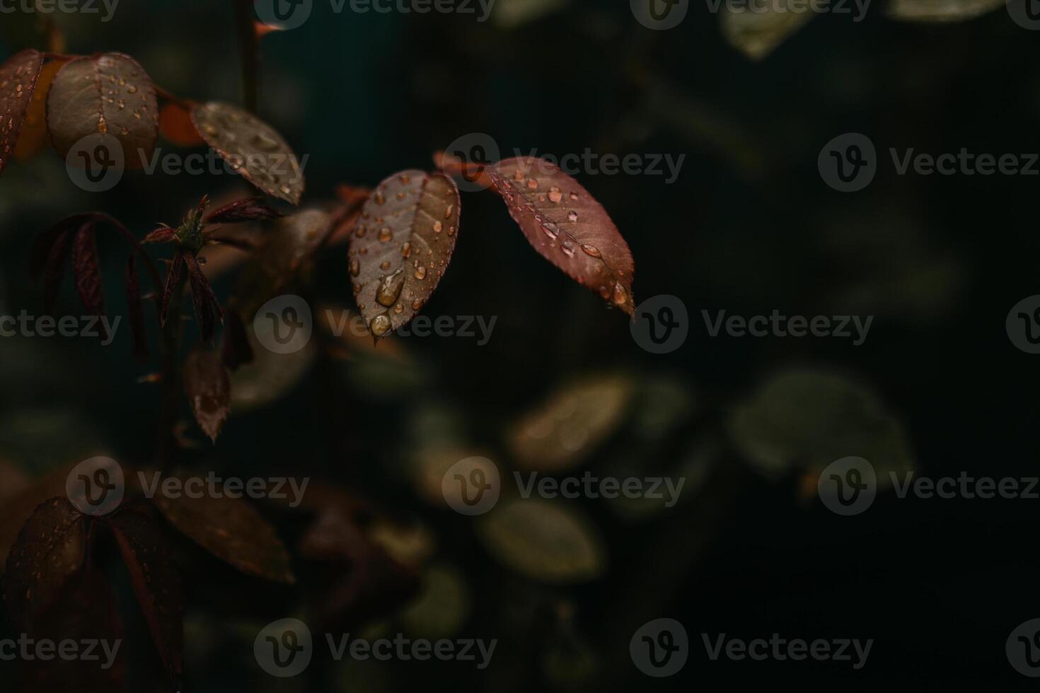 Wet green plant in garden photo