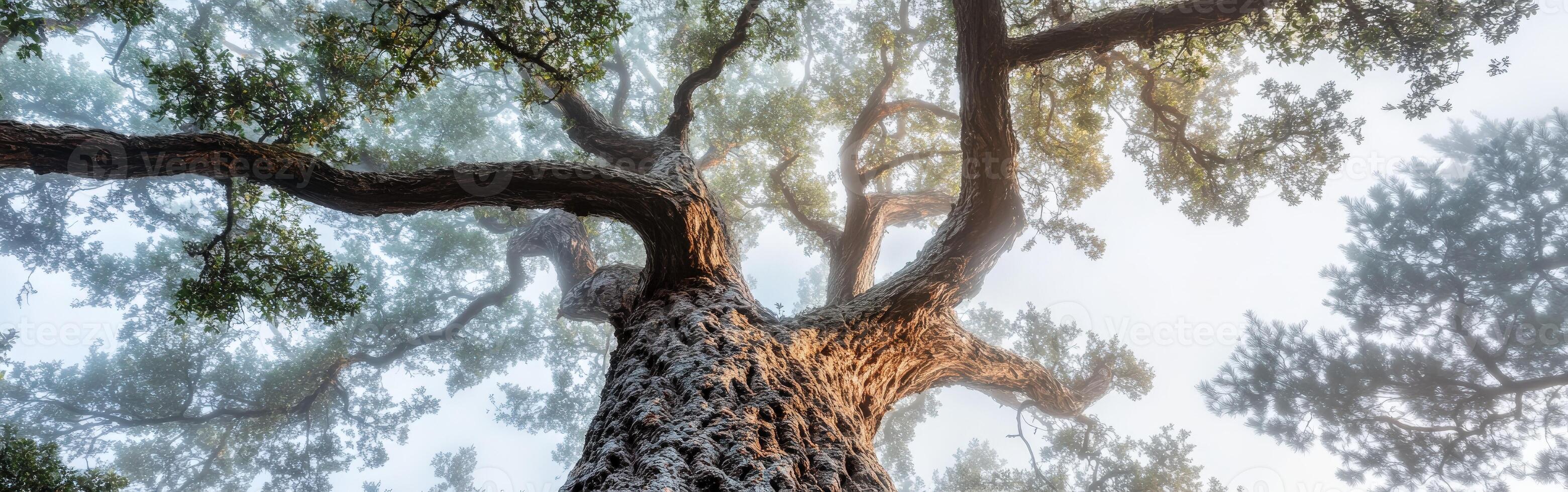 A view of a large tree in the fog photo