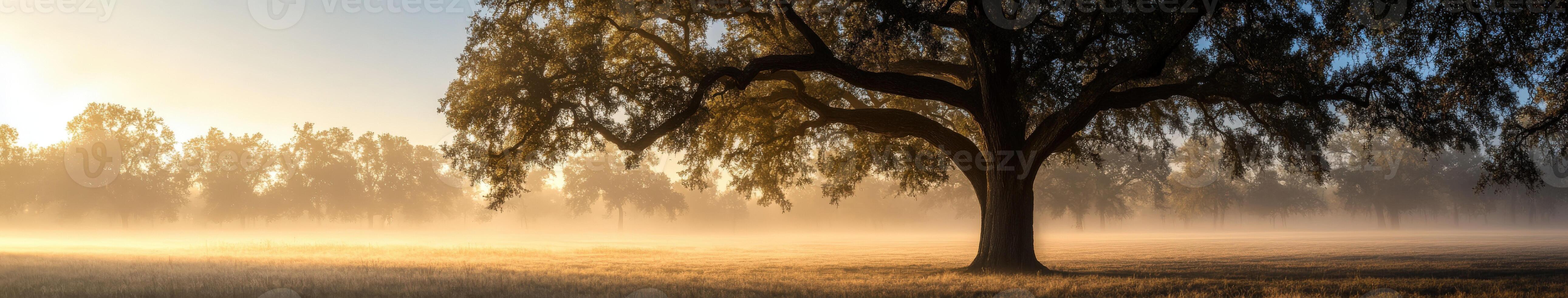 A tree stands in a field with fog and sun photo