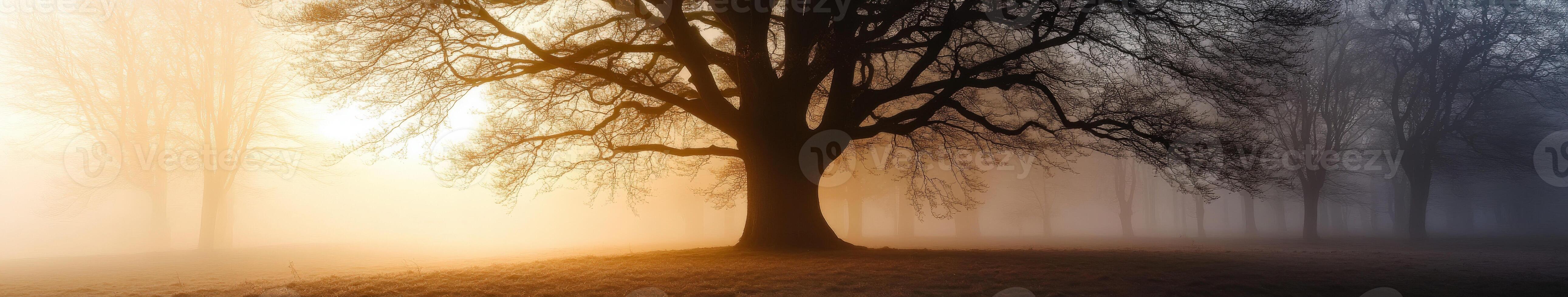 A tree in the fog with the sun shining through photo