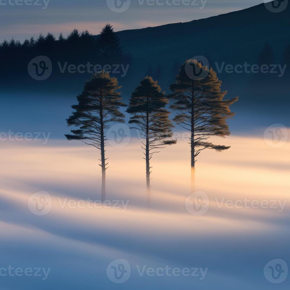 Three trees stand in the fog on a hill photo
