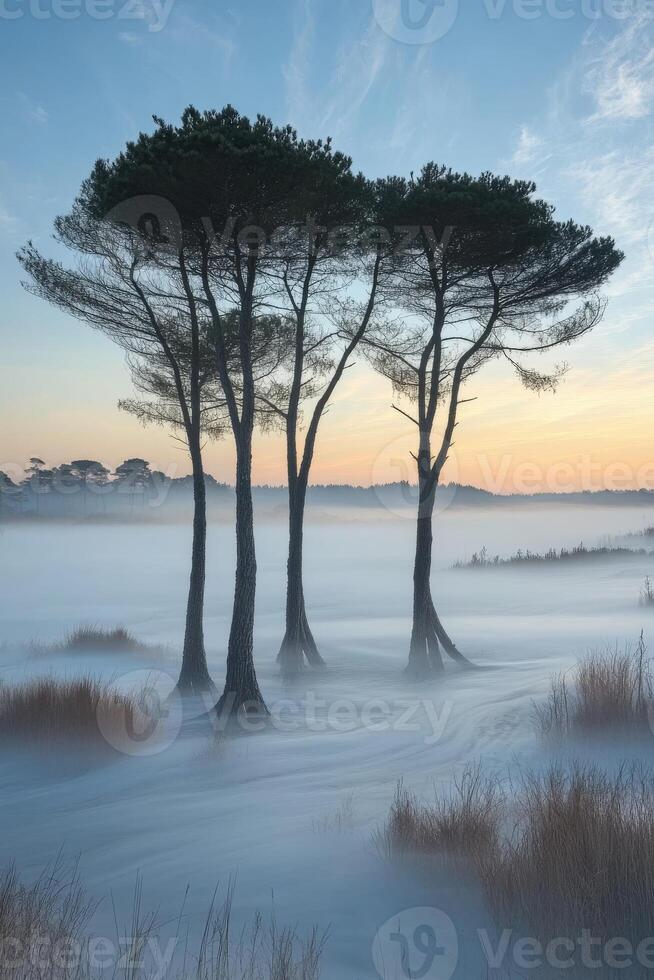 Three trees stand in the fog at sunrise photo