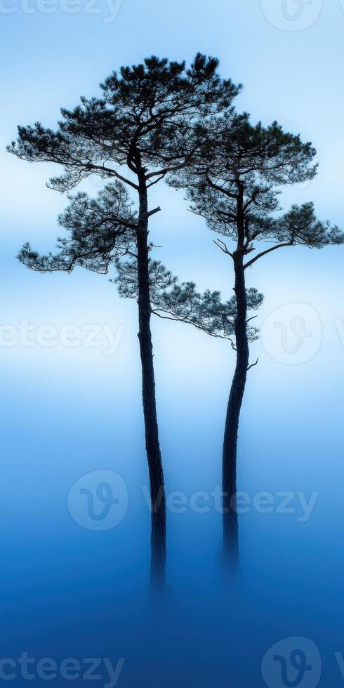 Two trees in the fog on a blue background photo
