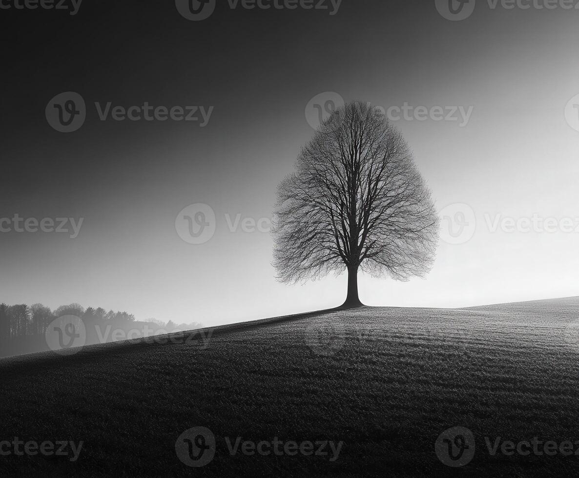 A lone tree stands in the middle of a foggy field photo