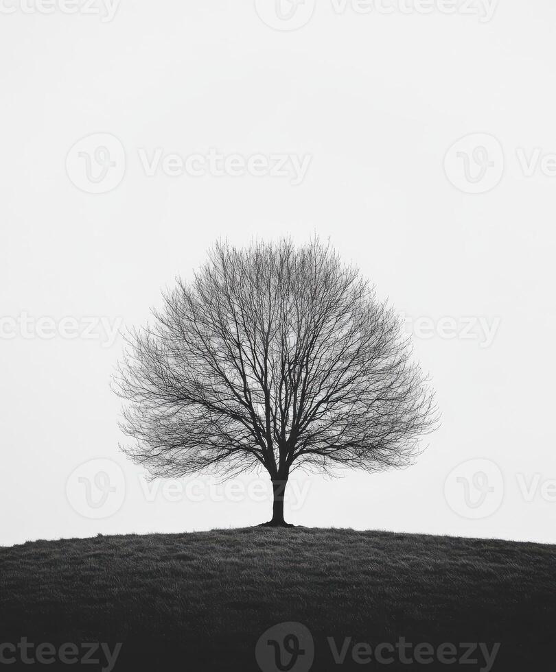 Black and white photo of a tree on a hill