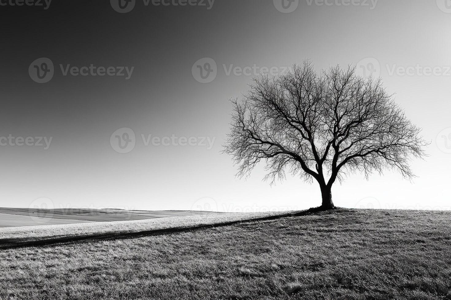A lone tree in a field with a black and white photo
