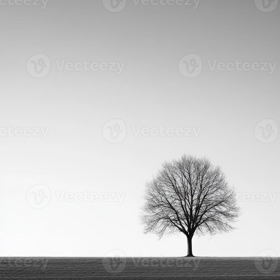 A lone tree in a field against a gray sky photo