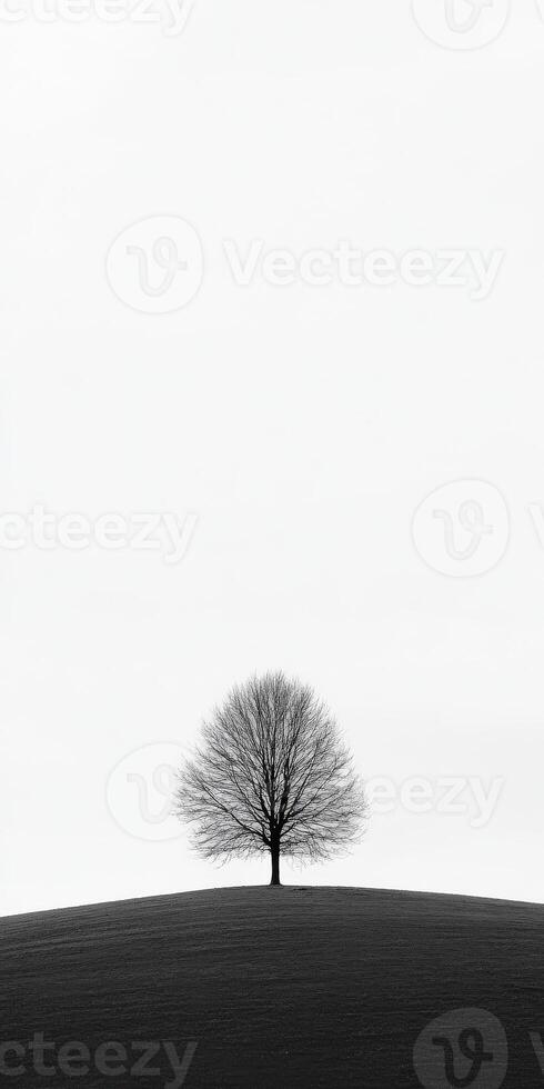 A lone tree stands alone on a hill photo