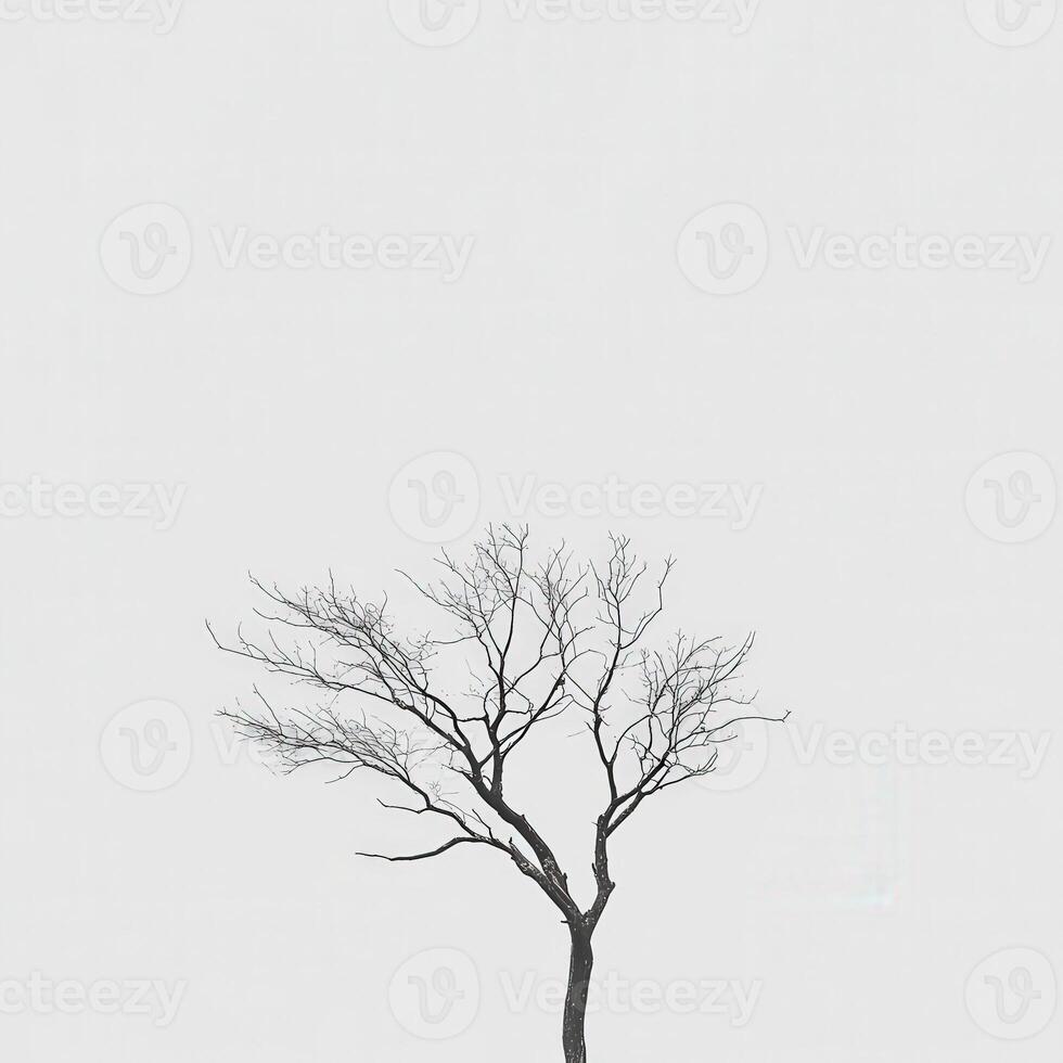 A lone tree in the middle of a field photo