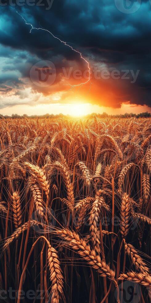 A field of wheat with a lightning bolt in the sky photo