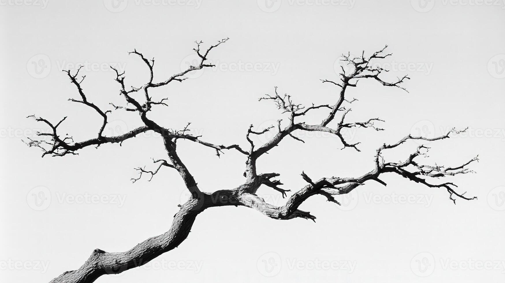 A black and white photo of a tree with no leaves