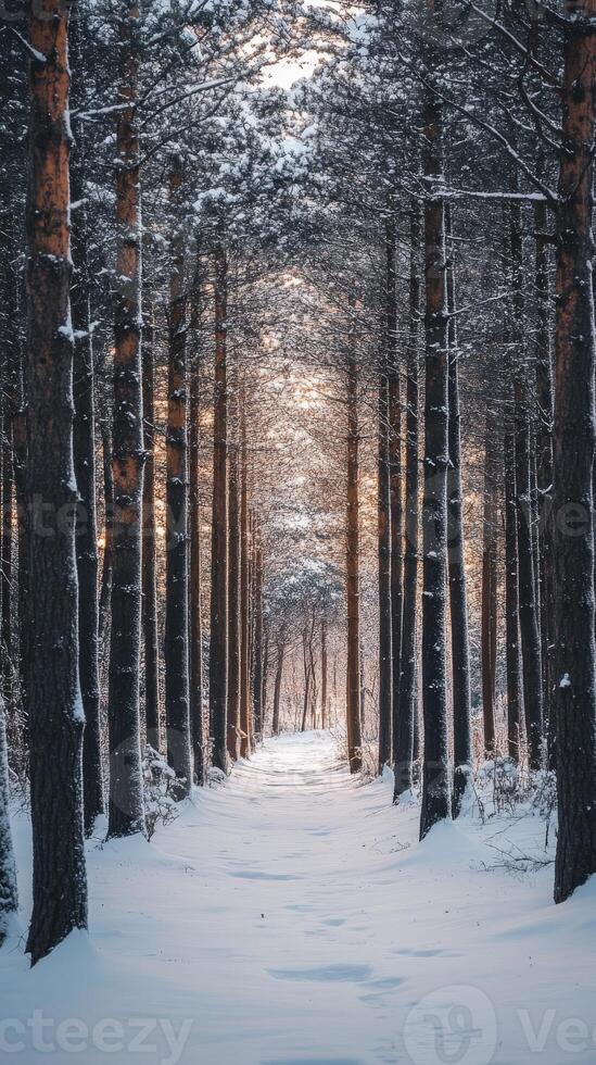 A snowy path through a forest with trees photo