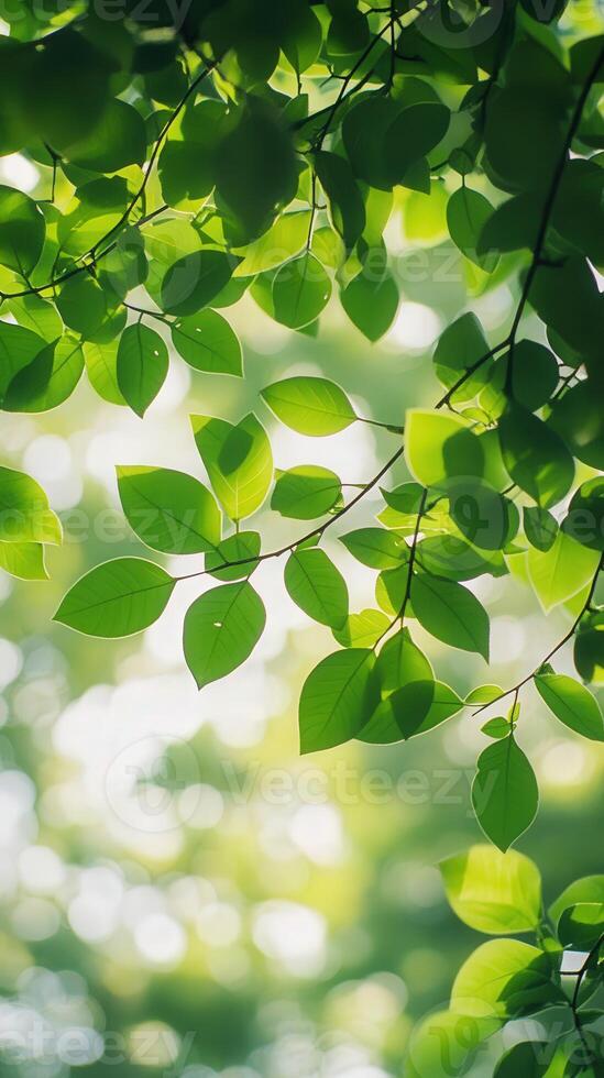 Green leaves on a tree in the sunlight photo