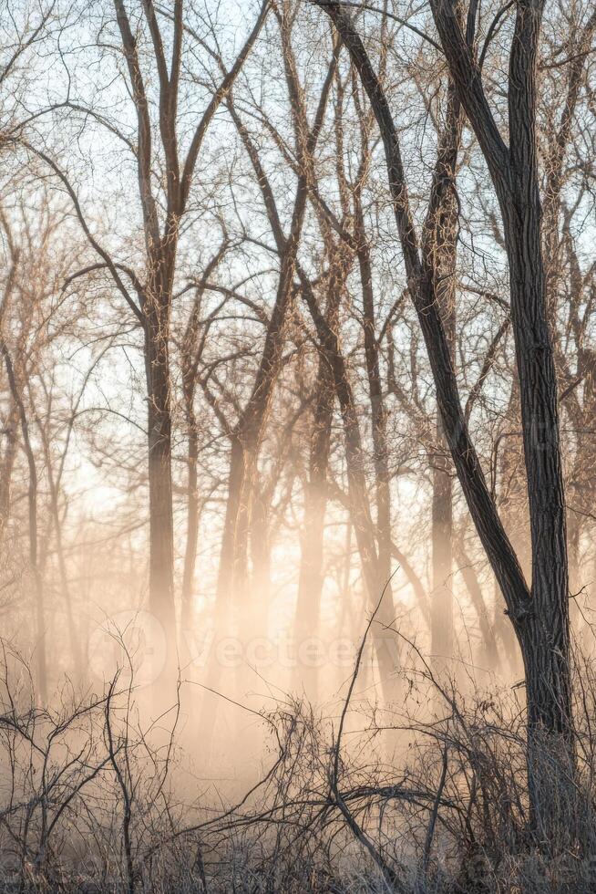 A foggy forest with trees and trees photo
