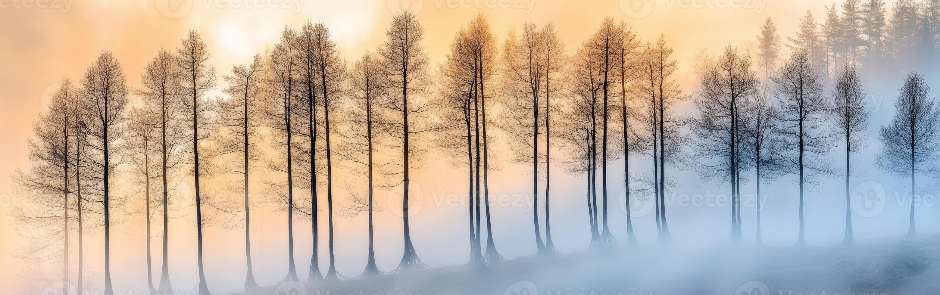 A group of trees in the fog with a sunrise photo
