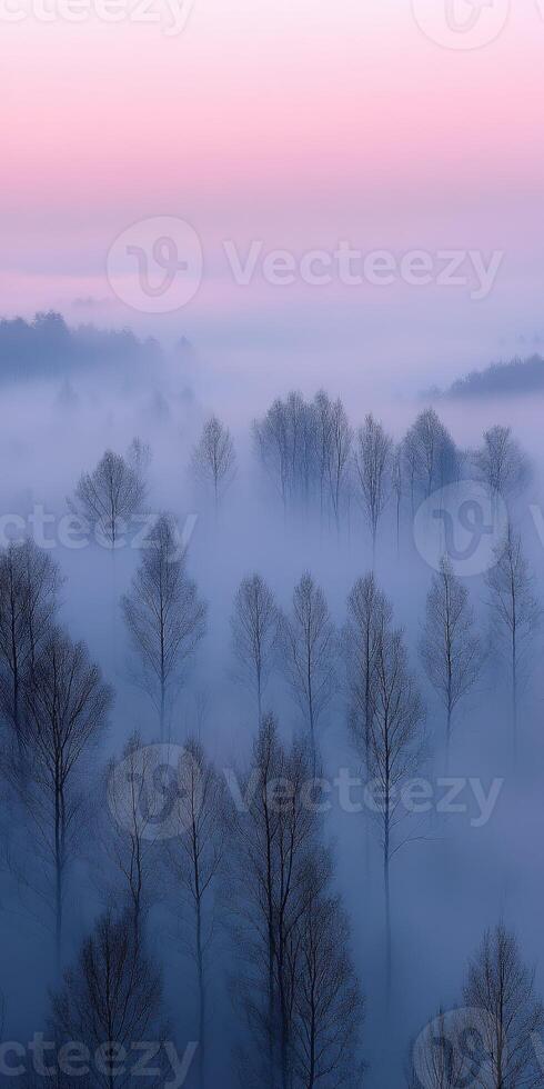 A foggy forest with bare trees in the foreground photo