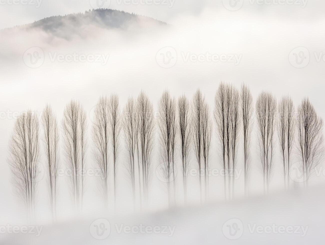 A group of trees in the fog with mountains in the background photo