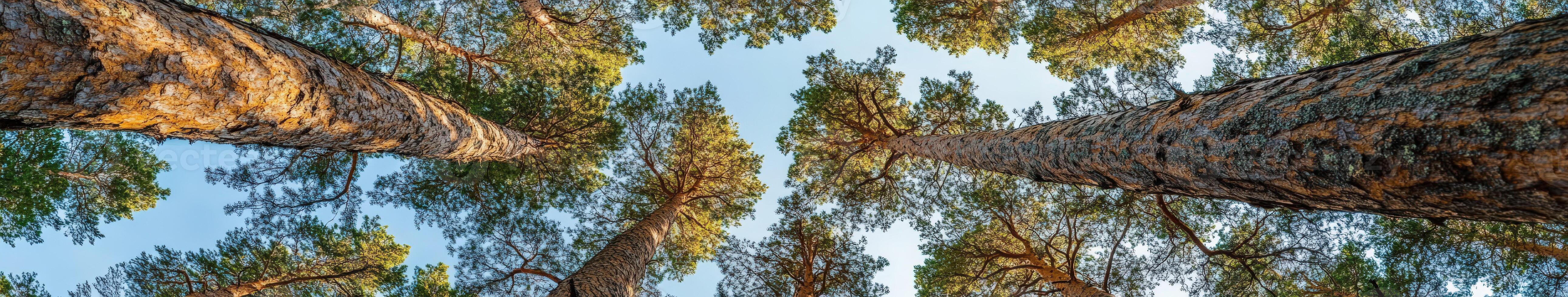 A view up at the top of a pine tree photo