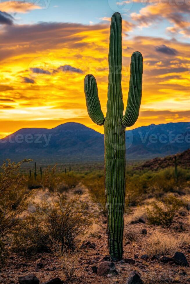 A saguaro cactus stands in the desert at sunset photo