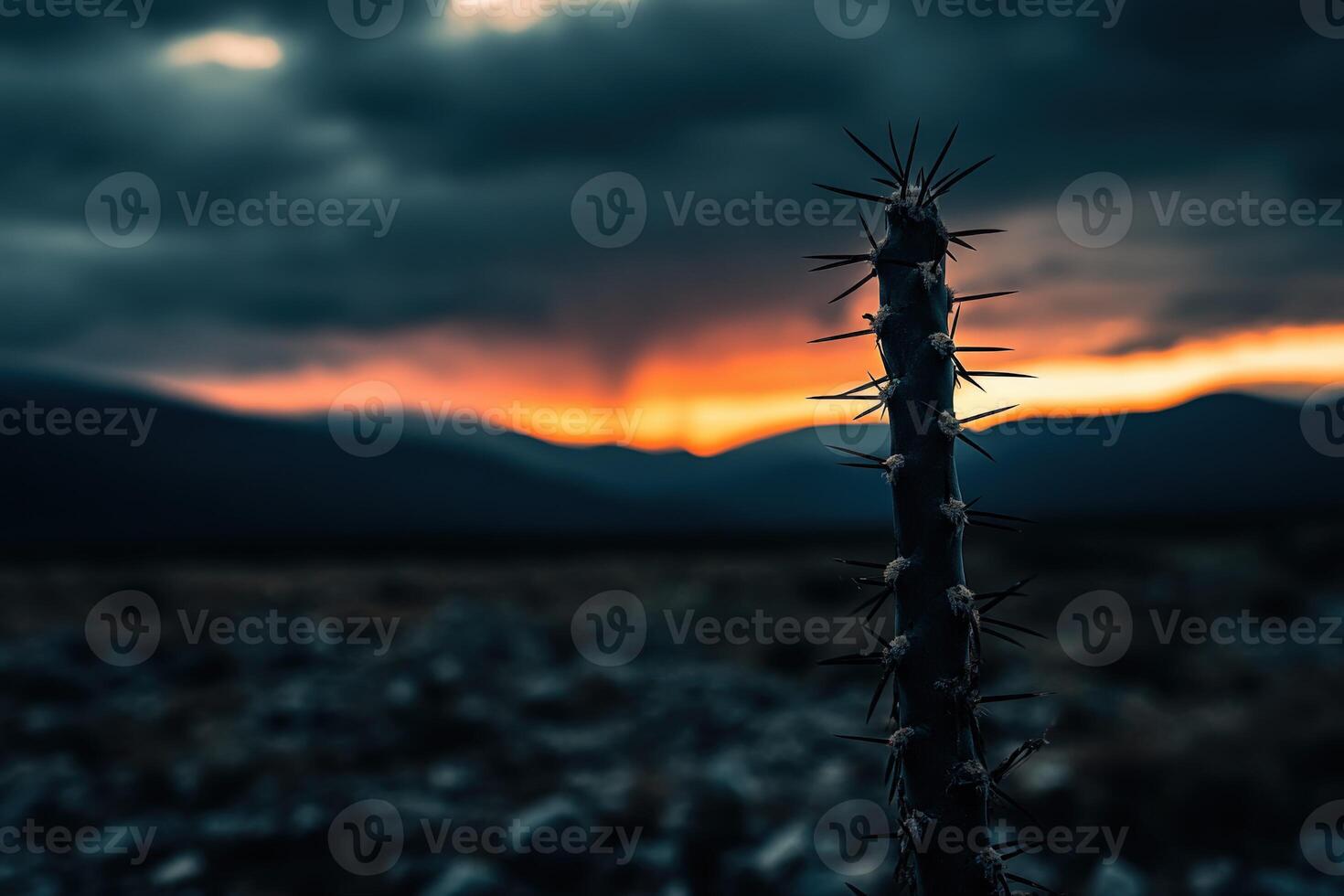 A cactus plant in the desert with a dark sky photo