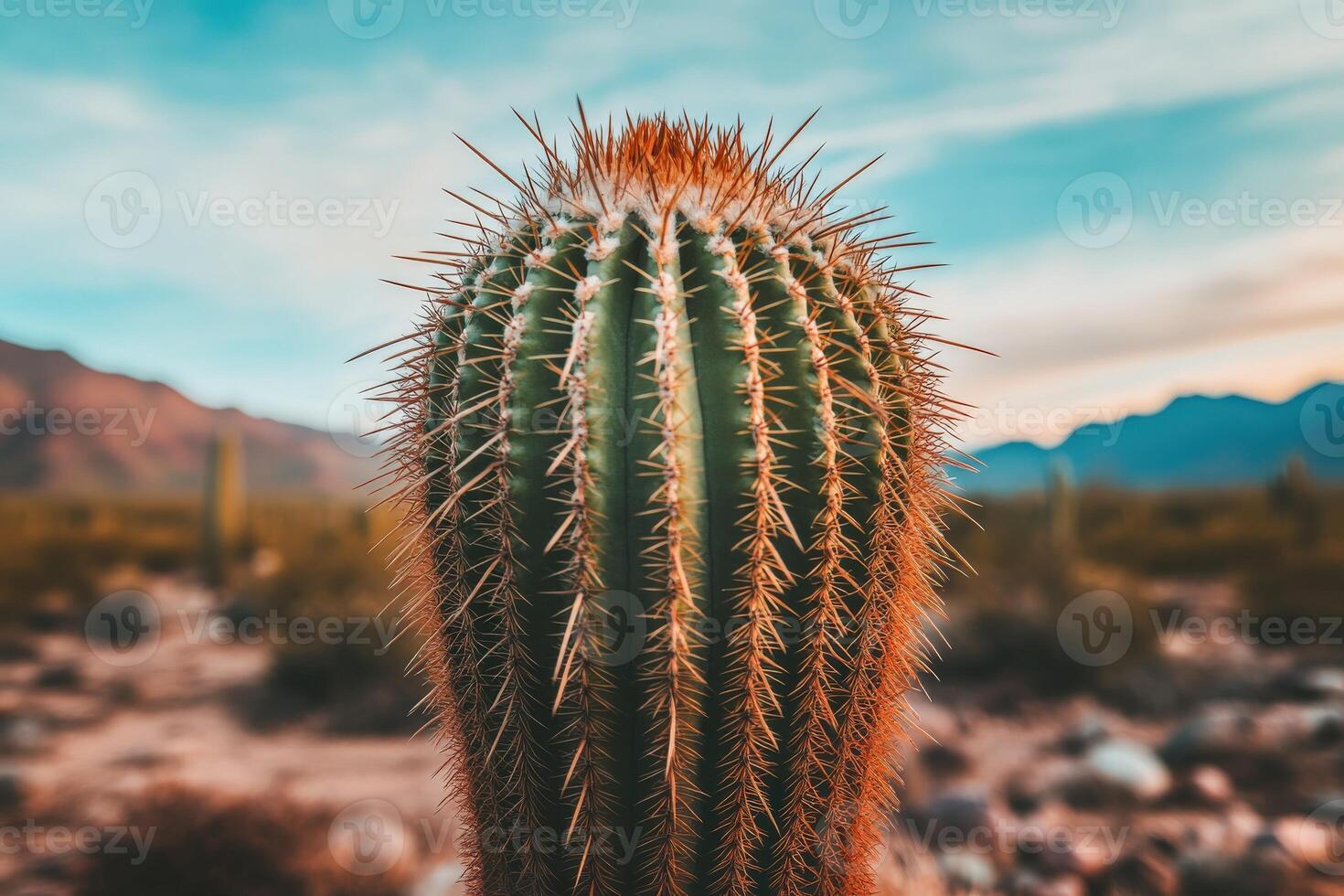 A cactus plant in the desert with mountains in the background photo