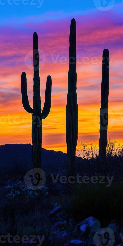 A sunset with a cactus in the foreground photo