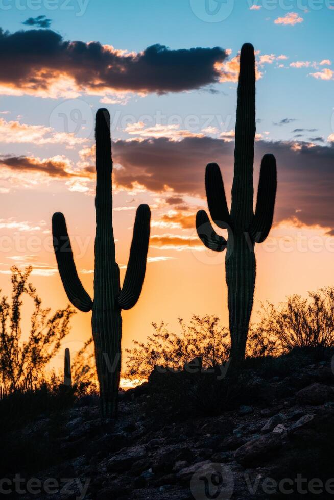 A cactus plant photo