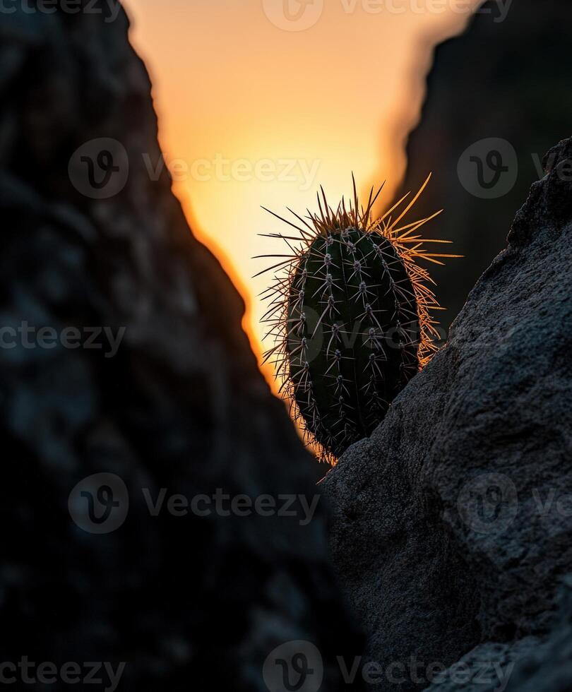 A cactus is sitting on a rock at sunset photo