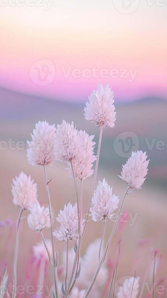 Pink flowers in the field at sunset photo