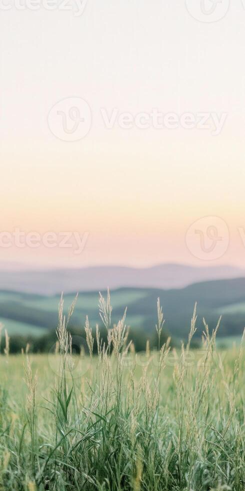 Green grass in a field at sunset photo