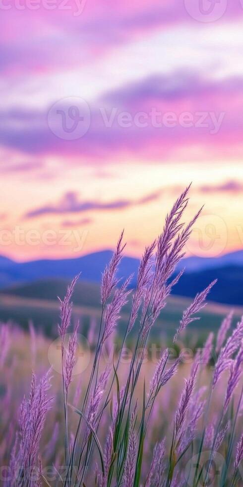 Purple grass in the foreground of a sunset photo