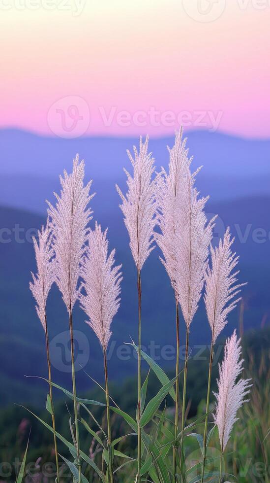 Pampas grasses at sunset photo