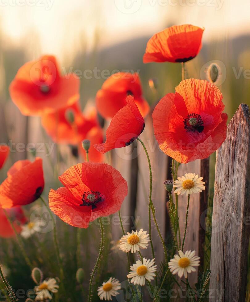 Red poppies and daisies are in front of a wooden fence photo