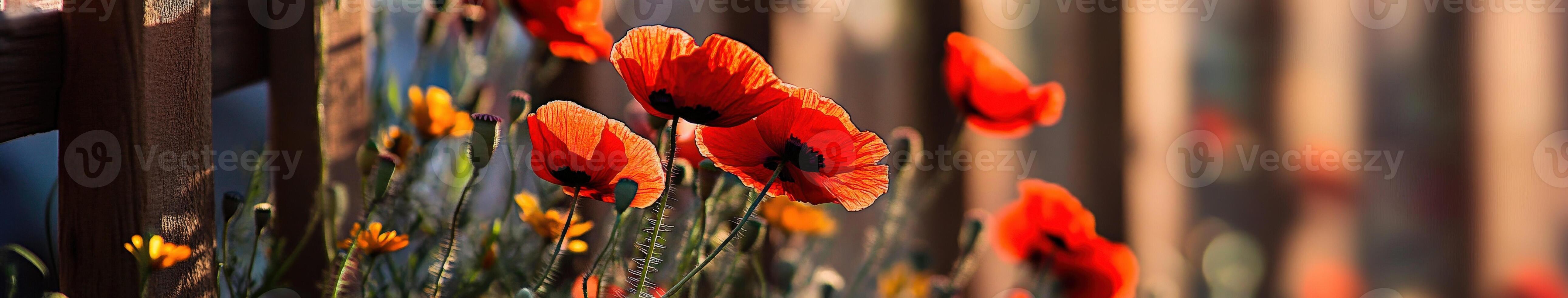A fence with red flowers in the background photo