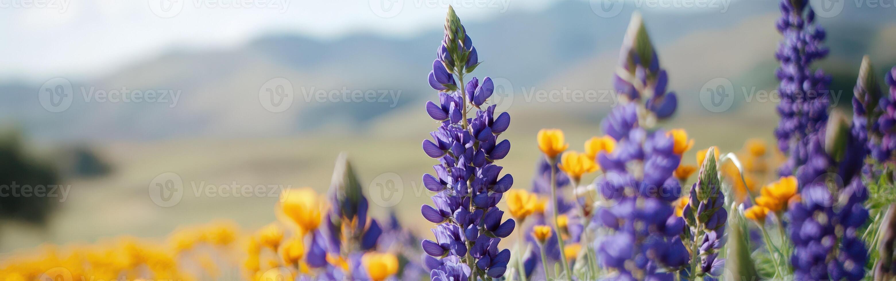 Purple flowers in a field with mountains in the background photo