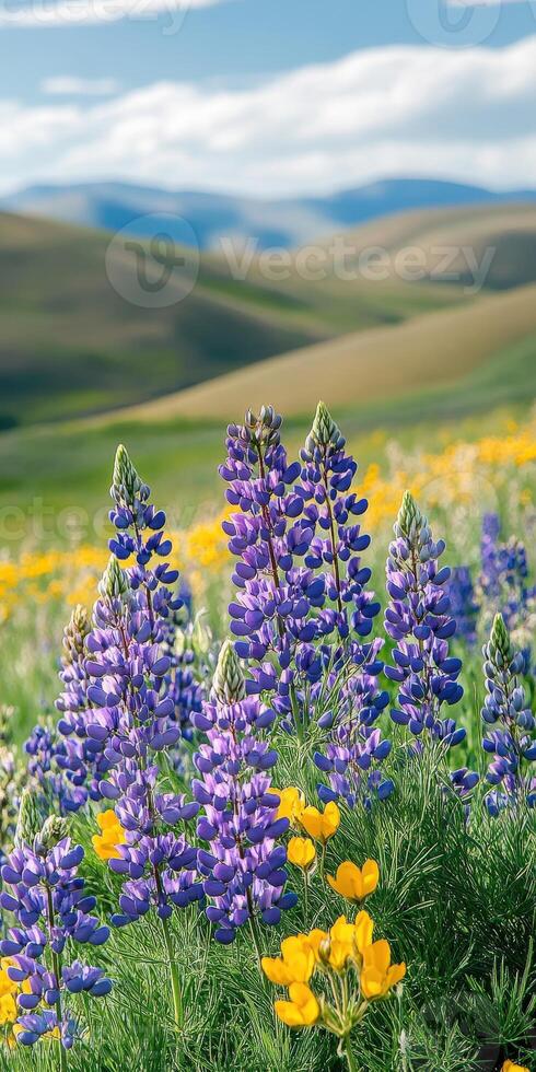 Wildflowers in the wild photo