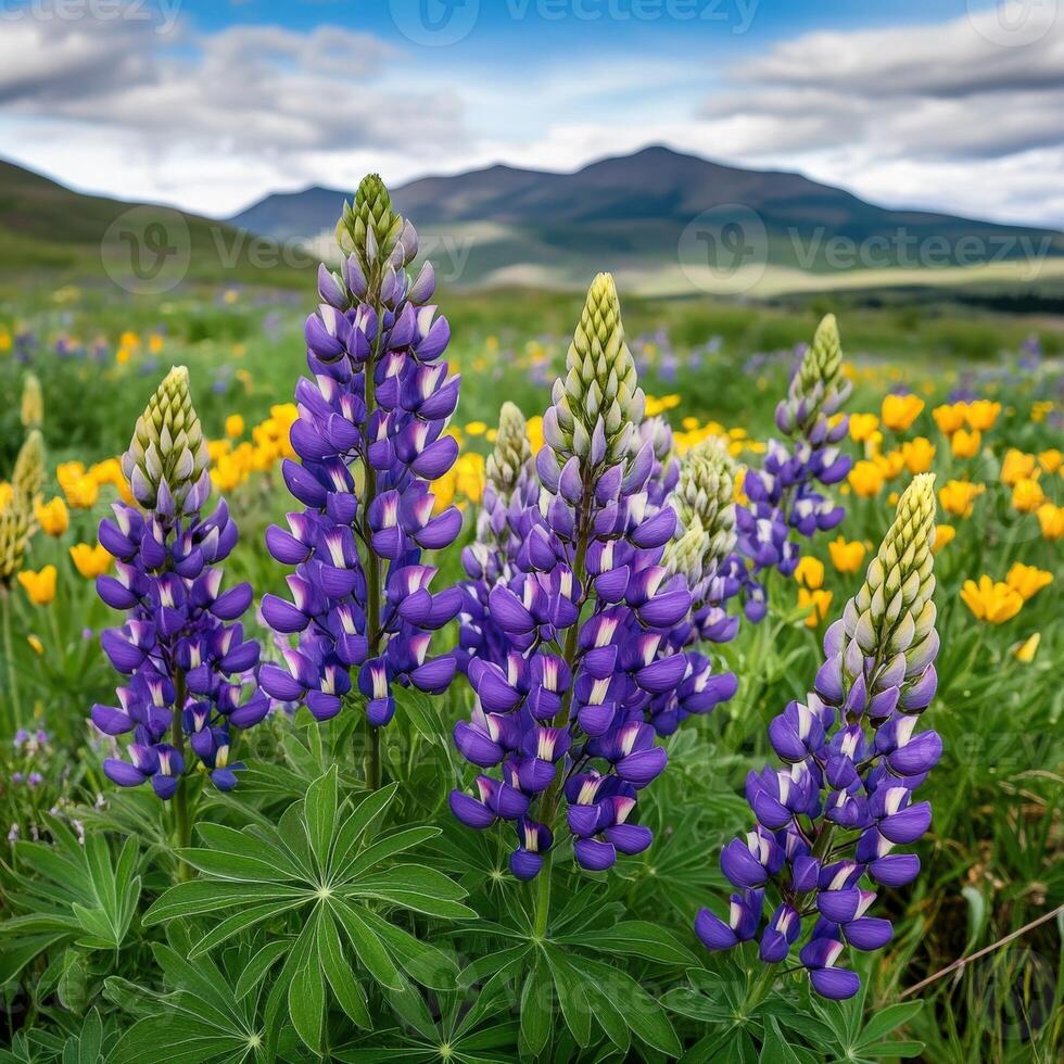 Lupine flowers in the wild photo