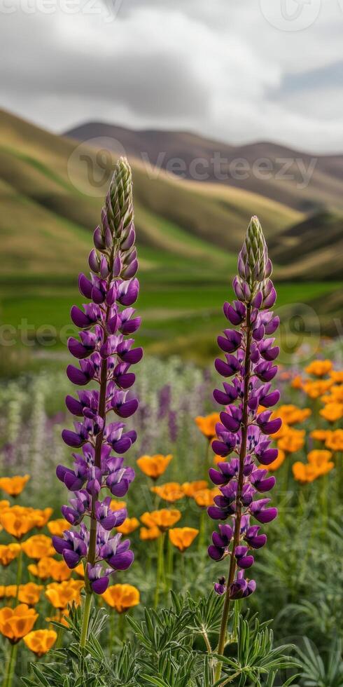 Two purple flowers stand in a field with orange flowers photo