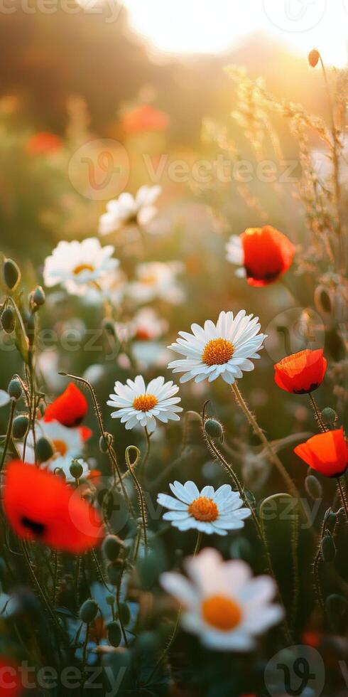 A field of red and white flowers with the sun shining photo
