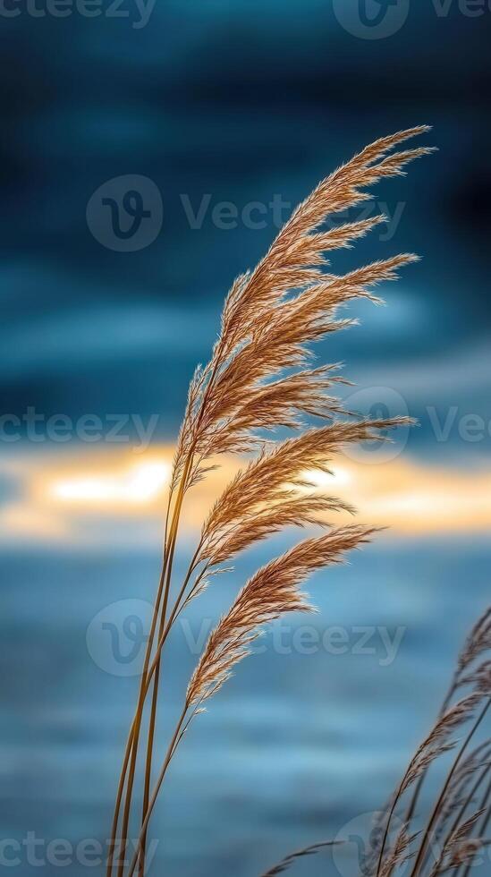 A close up of tall grass in front of the ocean photo