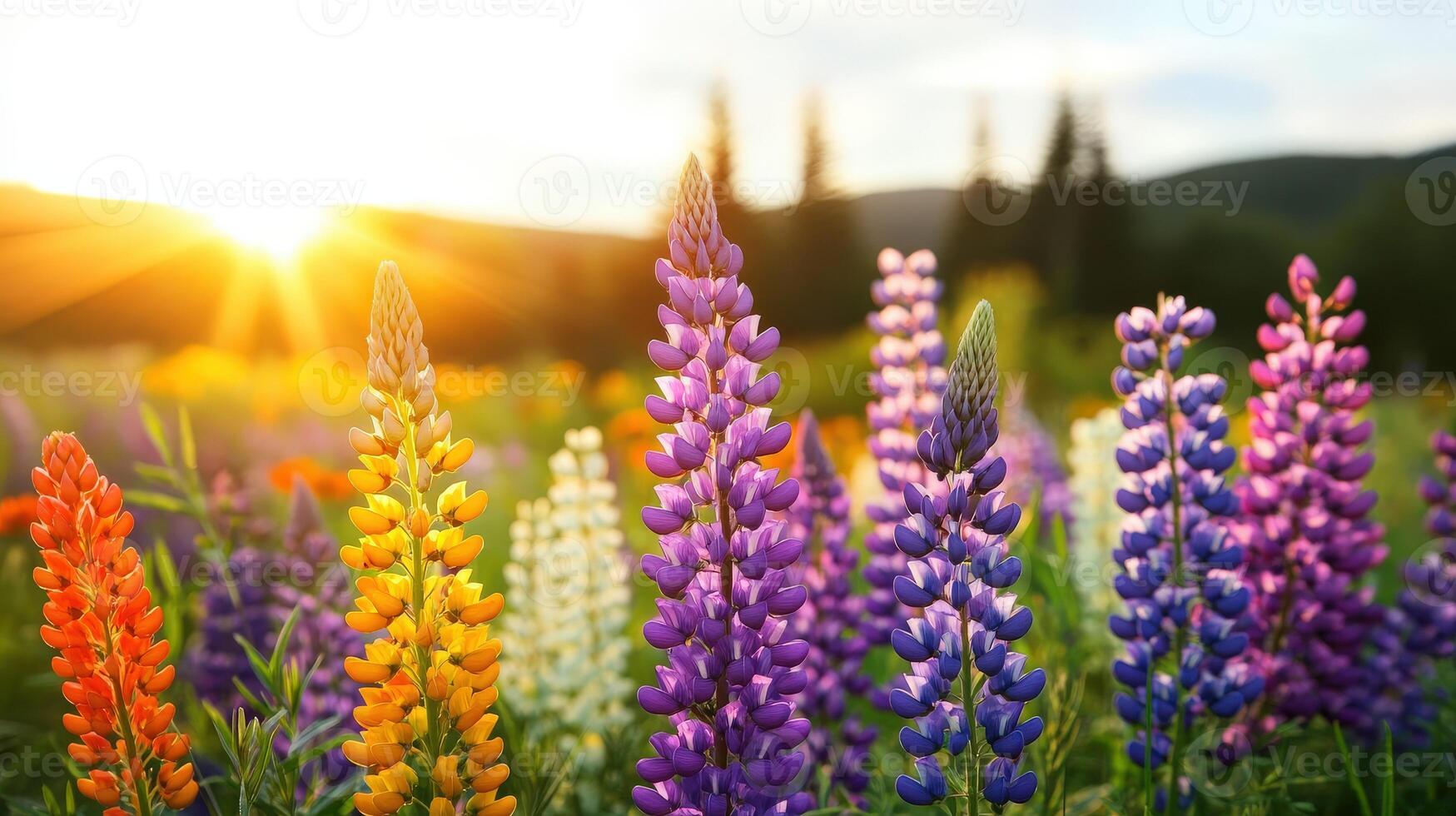 Lupine flowers in the sun photo