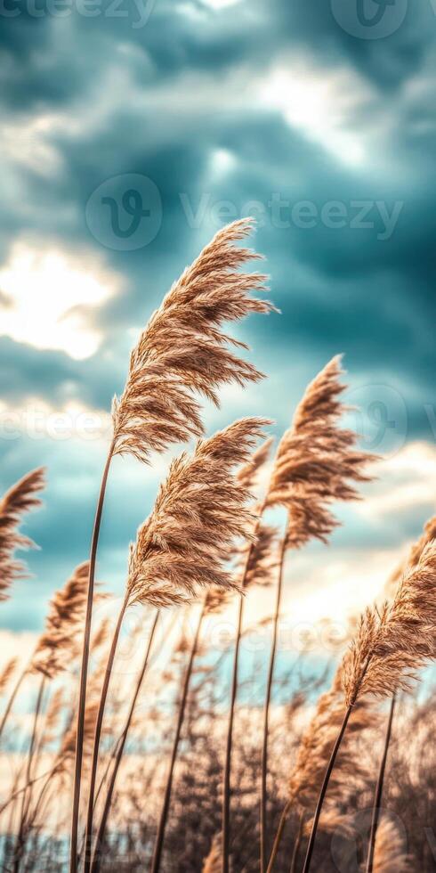 Reeds blowing in the wind under a cloudy sky photo