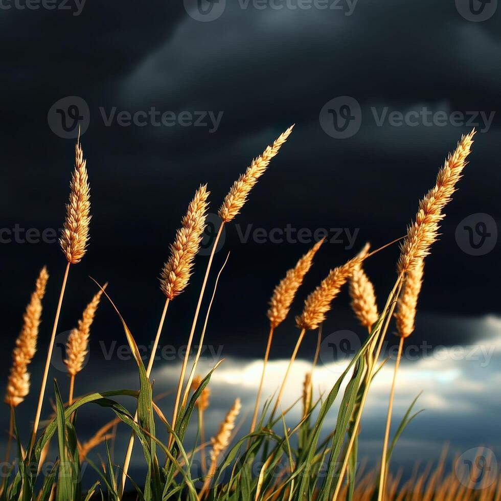 Wheat in the field with dark clouds in the background photo